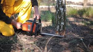 Best Tree Disease Treatment  in Sunset Hills, MO